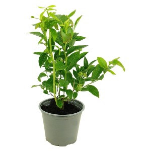 Młoda roślina borówki w doniczce z zielonymi liśćmi i małymi, niedojrzałymi owocami.