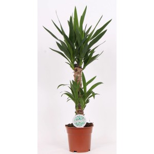 Juka doniczkowa, roślina domowa z dużymi, zielonymi liśćmi.