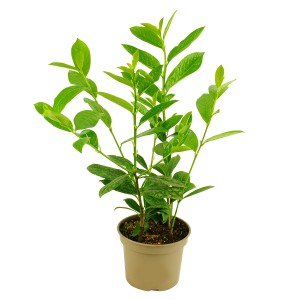 Młoda roślina Laurowiśni Novita w doniczce z zielonymi liśćmi.