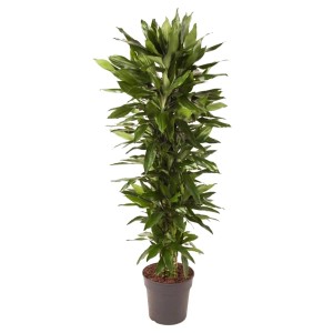 Dracena janetlind rozgałęziona - wys. około 150 cm, don. 32cm