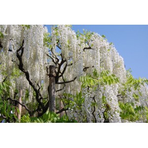 Kwitnąca glicynia (t.b.t.) z białymi kaskadami kwiatów w ogrodzie.