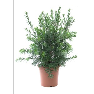 Krzew t.b.t. w doniczce, zielone liście. Roślina ozdobna do ogrodu i na balkon.