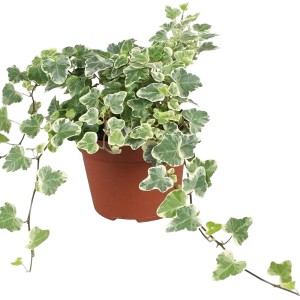 Bluszcz pospolity 't.b.t.' w doniczce, zielone liście z białym brzegiem.