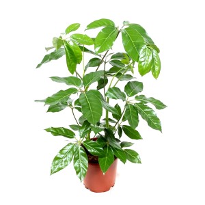 Zielona Aralia (Schefflera) w brązowej doniczce, roślina doniczkowa.