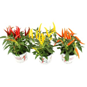 Papryka ozdobna 'Sombrero' w różnych kolorach (czerwony, żółty, pomarańczowy) w doniczce.