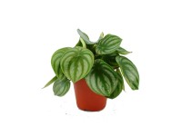 Peperomia argyreia wys. 18-22cm