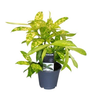 Dracena (Dracena) 't.b.t.' w doniczce, zielone liście z żółtymi plamkami.