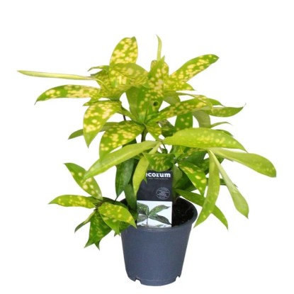 Dracena Surculosa mix don. 12 cm