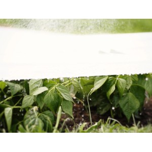 Biała włóknina chroni rośliny przed deszczem. Kategoria: Folia i włóknina.