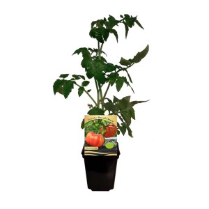 Młoda roślina 't.b.t.' w doniczce, idealna do uprawy warzyw w ogrodzie.