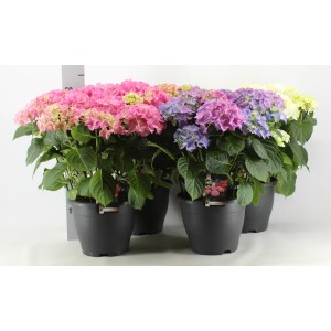 Różnokolorowe, kwitnące rośliny t.b.t. w czarnych doniczkach.