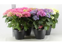 Hortensja Hydrangea macrophylla 10 kwiatów wys. 55cm don. 26cm