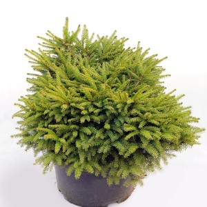 Zielona roślina doniczkowa t.b.t. w doniczce, o krzaczastym pokroju.