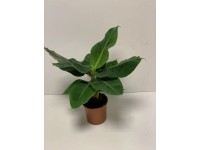 Musa Tropicana Bananowiec wys. 40-45cm