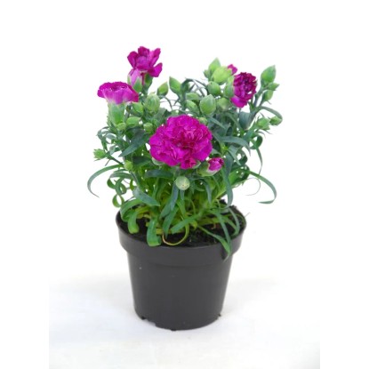 Goździk Dianthus Carnelia wys. 20-25cm don. 12cm