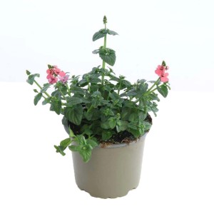 Kwitnąca roślina t.b.t. z różowymi kwiatami w doniczce.