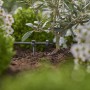 Kroplownik końcowy Gardena 2 l/h w użyciu, nawadniający roślinę w ogrodzie.