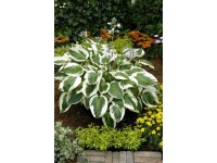 Funkia (Hosta Minute Man) - 1 szt.