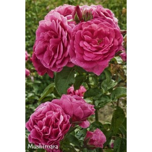 Zbliżenie róży rabatowej t.b.t. z różowymi kwiatami.