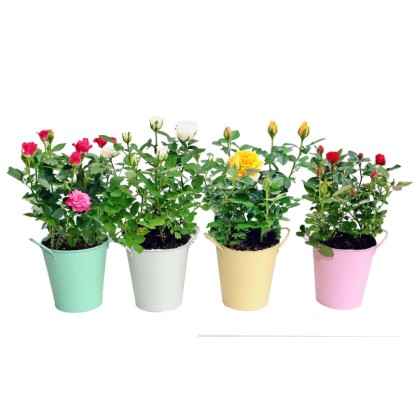 Róża w osłonce cynkowej don.14cm