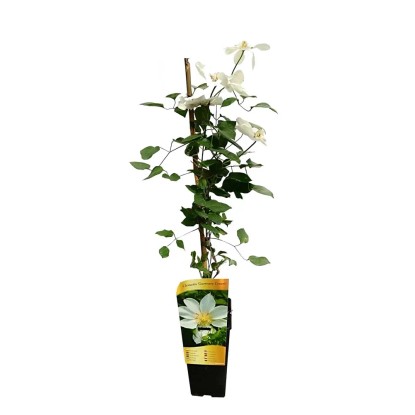 Powojniki wielkokwiatowe (Clematis sp.) mix
