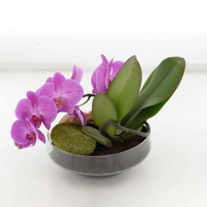 Różowa orchidea w doniczce z zielonymi liśćmi i mchem.