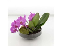 Kompozycja Phalaenopsis bonsai w szkle - 17 x 20 cm
