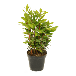 Wawrzyn szlachetny w doniczce, aromatyczne zioło kulinarne do ogrodu i kuchni.