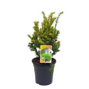 Cis (Taxus) mix don. 19 cm