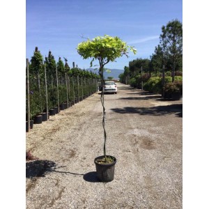 Duża roślina t.b.t. w doniczce, smukły pień, zielone liście.