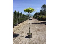 Wisteria parasol - wys. 175-200 cm