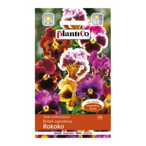 Opakowanie nasion bratka 'Rokoko', wielokolorowe. Kwitnące kwiaty na rabaty i balkony.