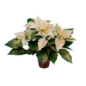 Złota, brokatowa gwiazda betlejemska w doniczce. Świąteczna dekoracja na Boże Narodzenie.