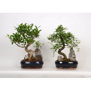 Dwa drzewka bonsai w ozdobnych doniczkach (Ø 26 cm) z kamieniami dekoracyjnymi. Roślina doniczkowa na słoneczne miejsca.