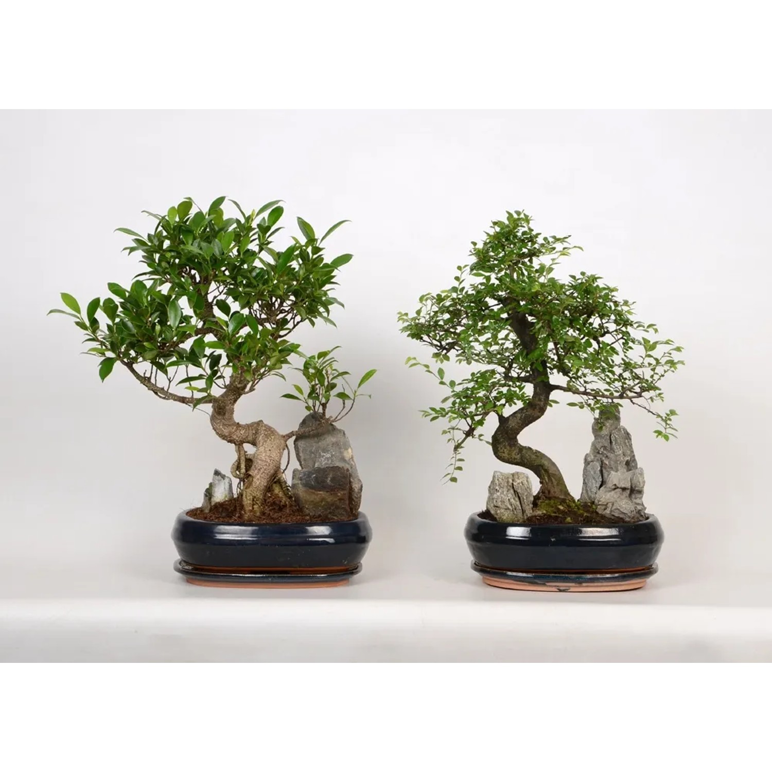 pianta bonsai Ilex Crenata bonsai costo di spedizione da concordare – Floricoltura  Lampugnani main image 1