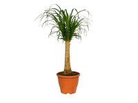 4 Flower Beaucarnea prosta wysokość 70 cm