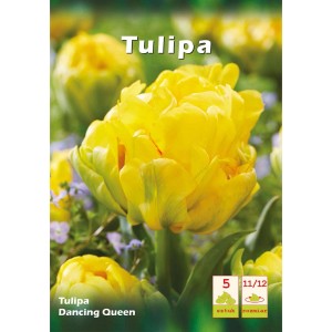 Żółty tulipan 'Dancing Queen', cebulki kwiatowe do ogrodu.
