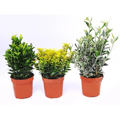 4Flower Trzmielina mix don.11cm