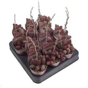 Wiele czerwonych sukulentów Adromischus w doniczkach na tacy.