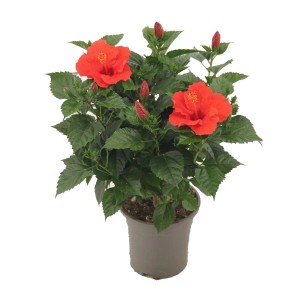 Hibiskus w doniczce z czerwonymi kwiatami i zielonymi liśćmi.