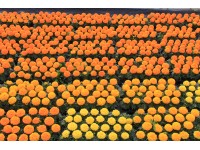 Aksamitka wielkokwiatowa opak. 6 szt. (Tagetes sp.)