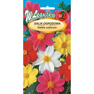 Opakowanie nasion dalii ogrodowej z kolorowymi kwiatami dalii.