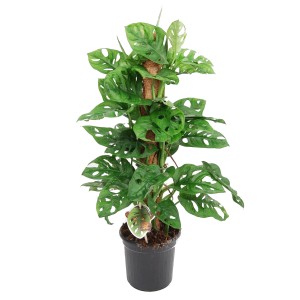 Monstera dziurawa Monkey Leaf na paliku (Monstera Monkey Leaf) - don. 16 cm