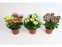 Chryzantema (Chrysanthemum) Splash mix don. 12 cm