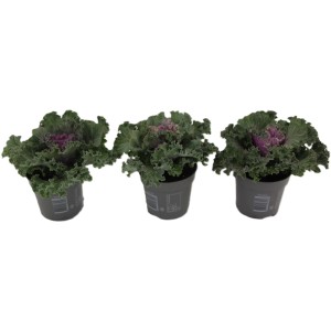 Trzy rośliny kapusty ozdobnej (Brassica oleracea) z postrzępionymi liśćmi w doniczkach.