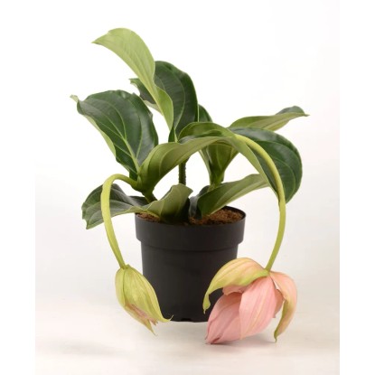 Medinella Pinatubo 2kw wys. 50-55cm don. 17cm