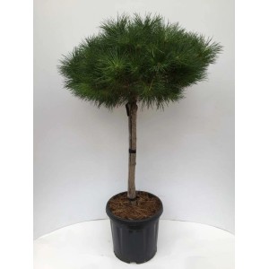 Sosna kulista w doniczce, zielone igły, brązowy pień.