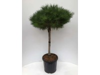 Sosna Alice Verkade - wys. 80-100 cm