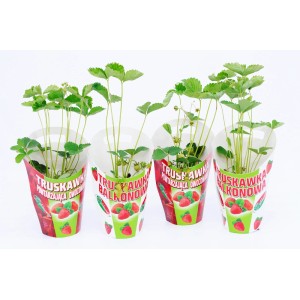 Zestaw sadzonek truskawek w czerwono-białych doniczkach. Idealne na balkon.