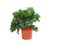 Kuflik (Callistemon Citrinus Splendens) - don. 24 cm